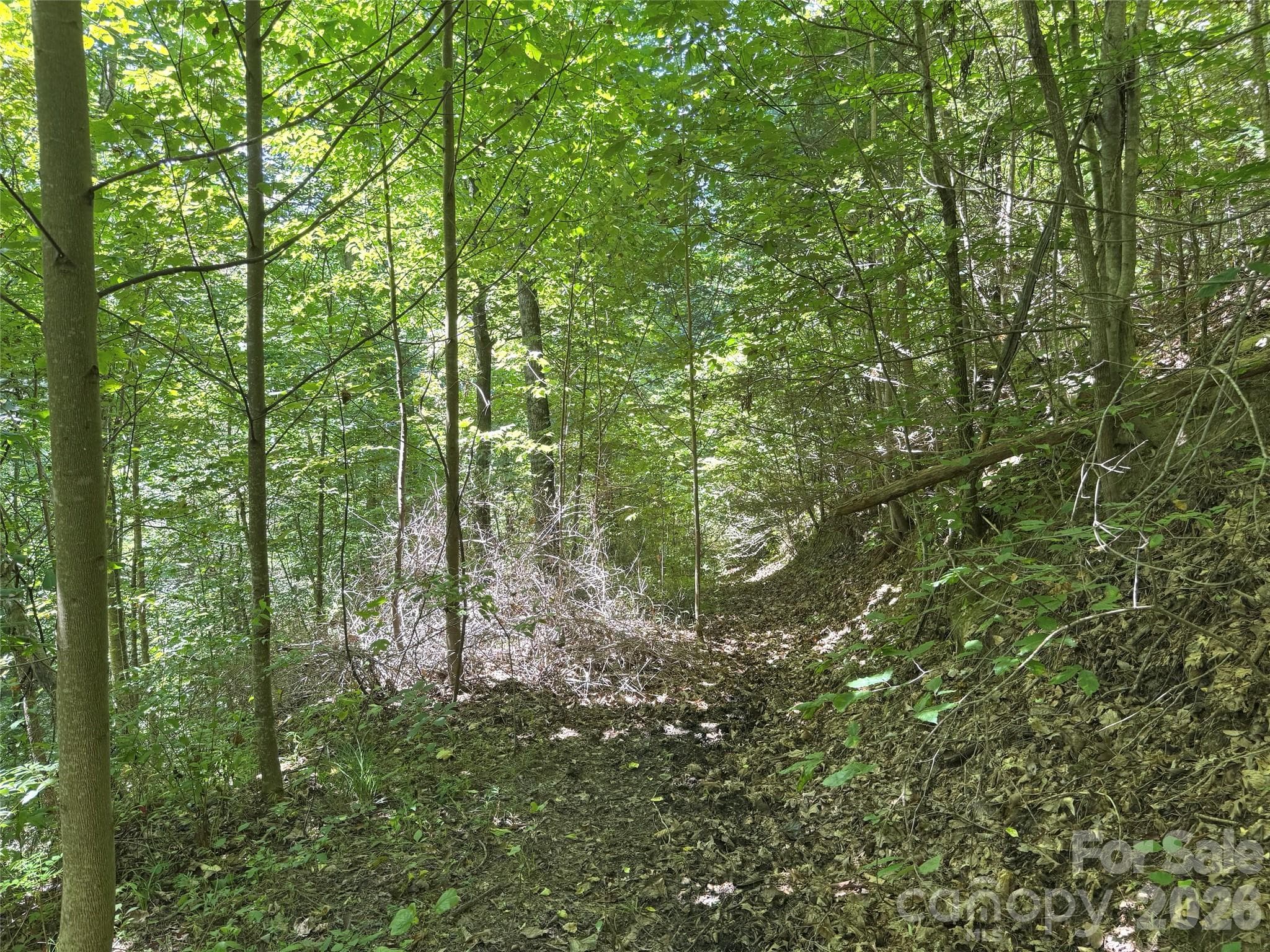 Acreage at 300 ± Acres Upper Flat Creek Road, Weaverville, photo 10 of 47