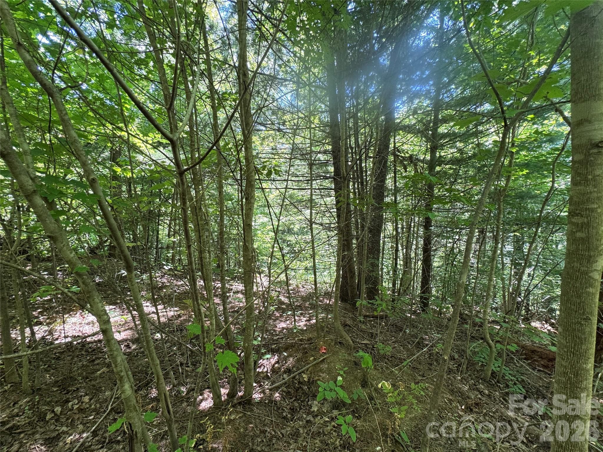 Acreage at 300 ± Acres Upper Flat Creek Road, Weaverville, photo 29 of 47