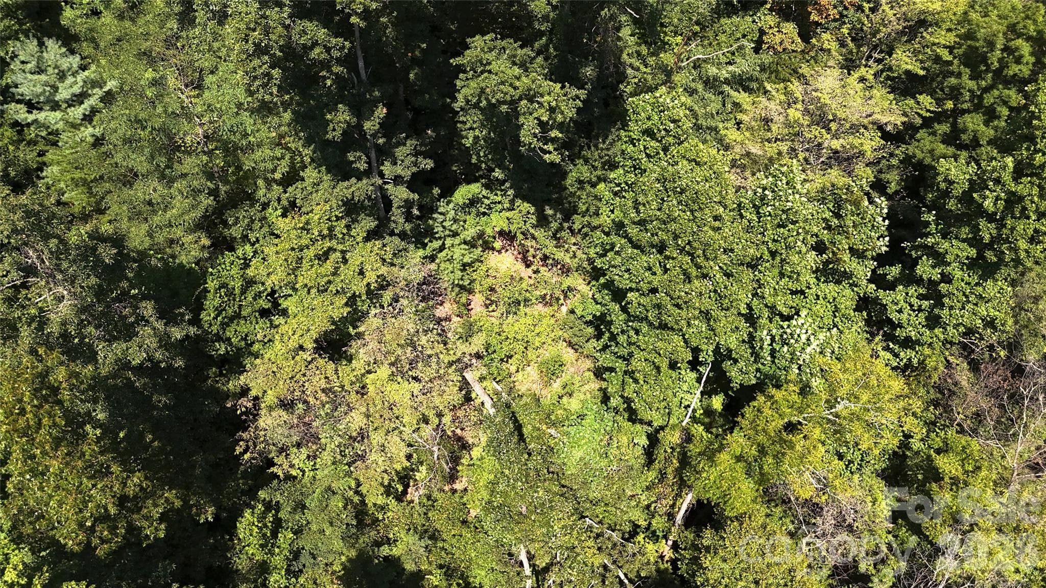 Acreage at 300 ± Acres Upper Flat Creek Road, Weaverville, photo 40 of 47