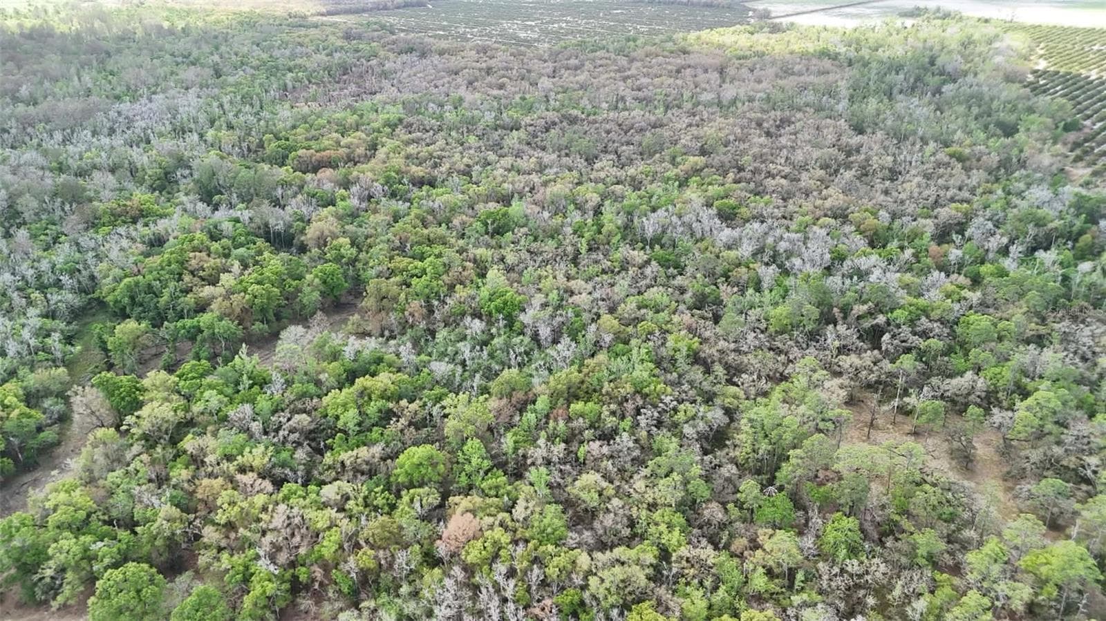 Land at GILLETTE RD, ZOLFO SPRINGS, photo 69 of 86