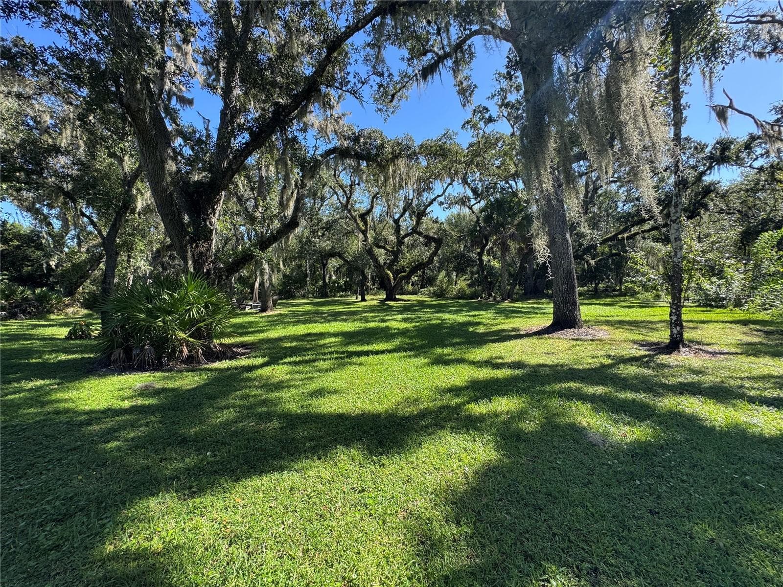 BEAUTIFUL OAK TREES - OAK FORD GOLF CLUB, SARASOTA