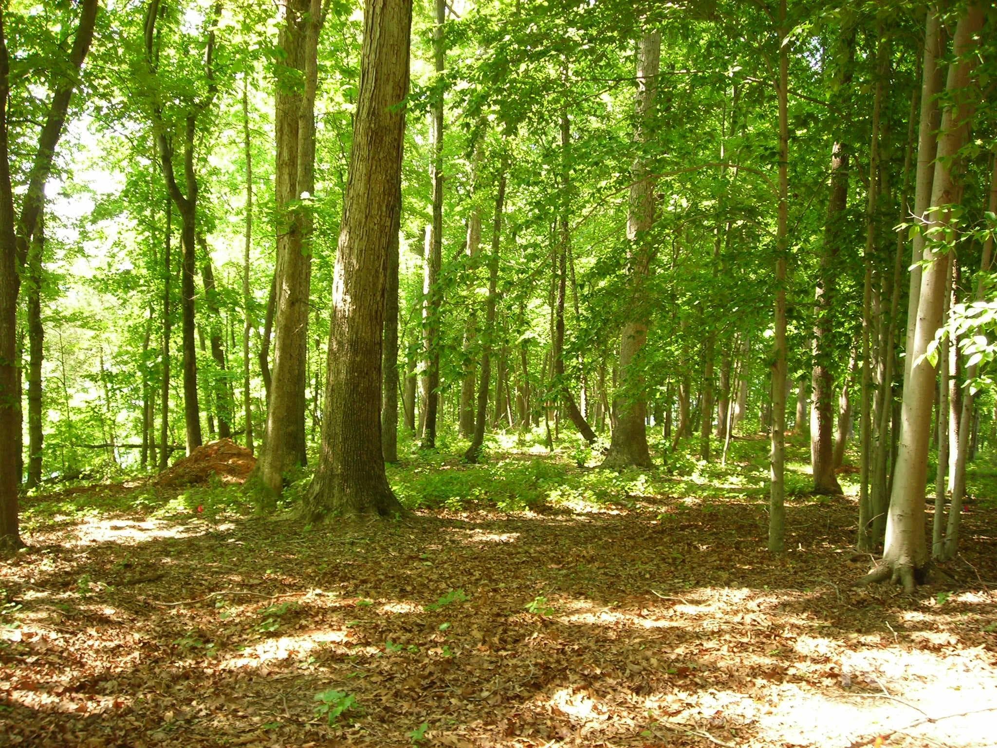 Lot at 1029 Nutall Oak Lane, Belmont, photo 6 of 9