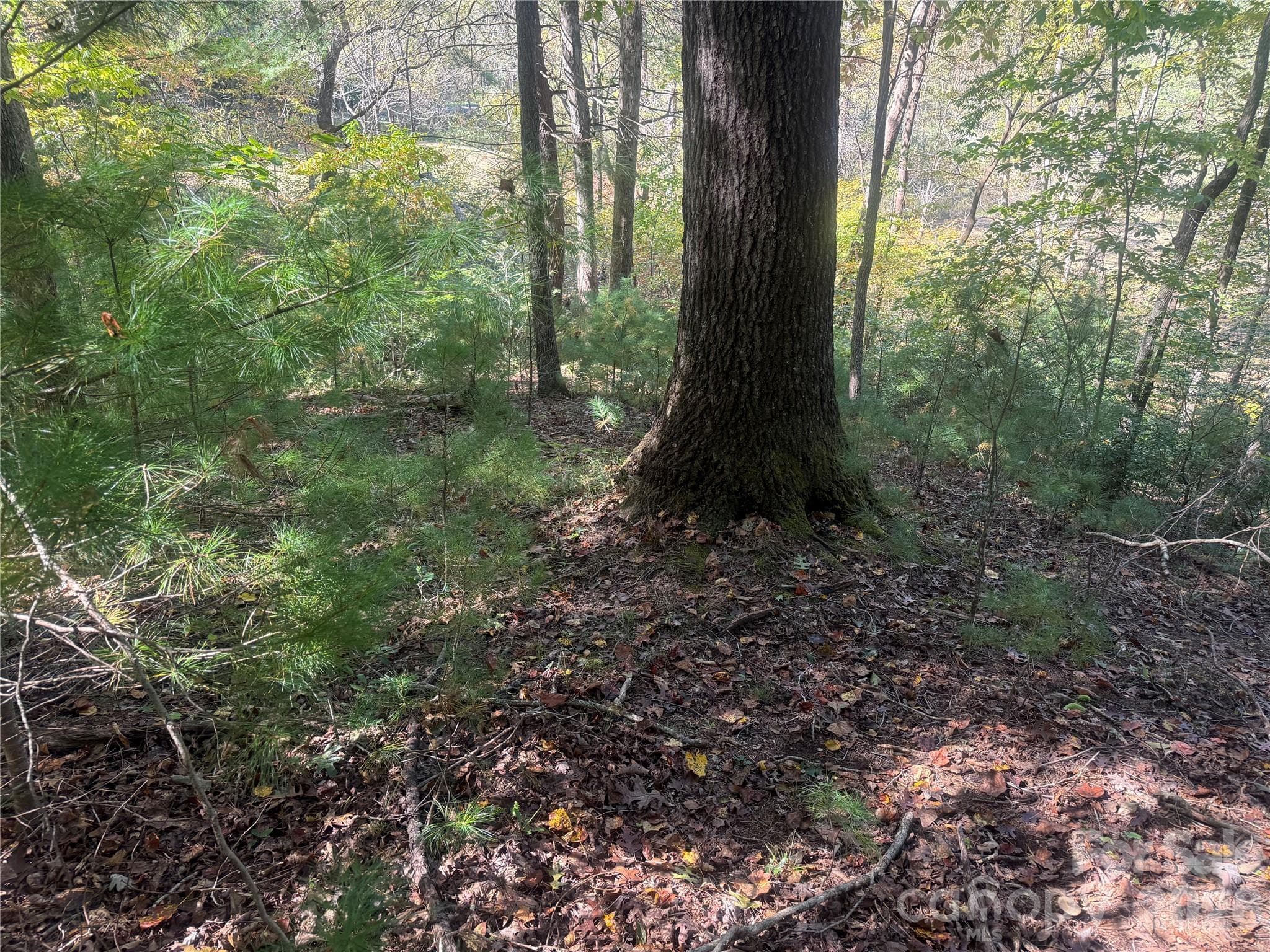 upper portion of property from Theresa Terrace - 00 Meadows Station Drive, Nebo