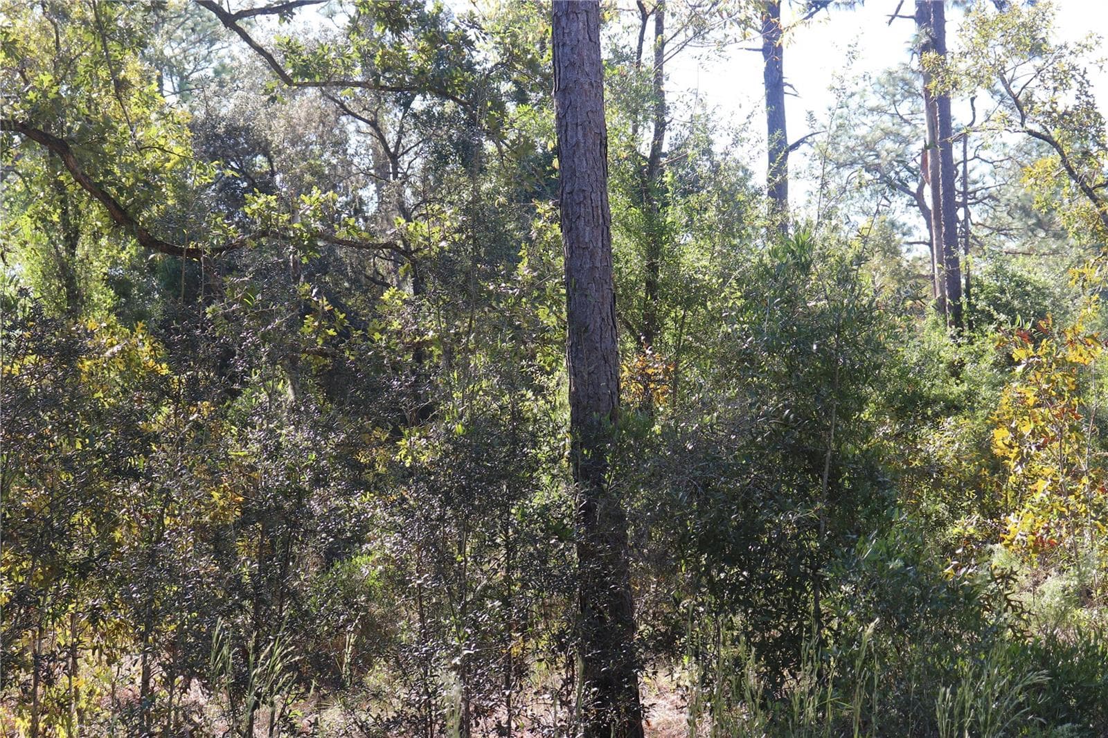 Land at 5756 W CONNETQUOT PL, DUNNELLON, photo 4 of 4