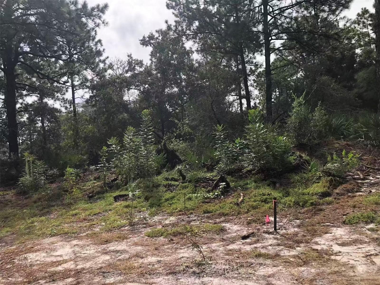 Land at Lot 228 PARK FOREST BLVD #Lot 228, MOUNT DORA, photo 2 of 3