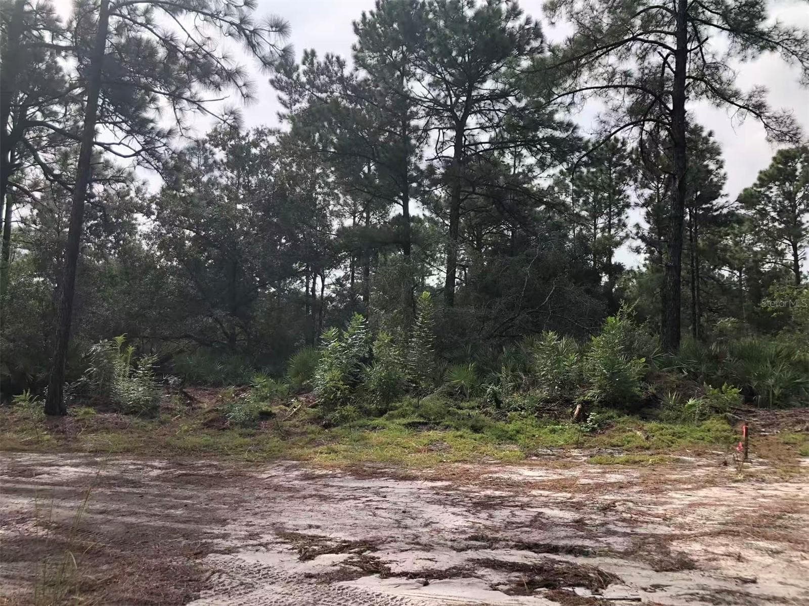 Land at Lot 228 PARK FOREST BLVD #Lot 228, MOUNT DORA, photo 3 of 3