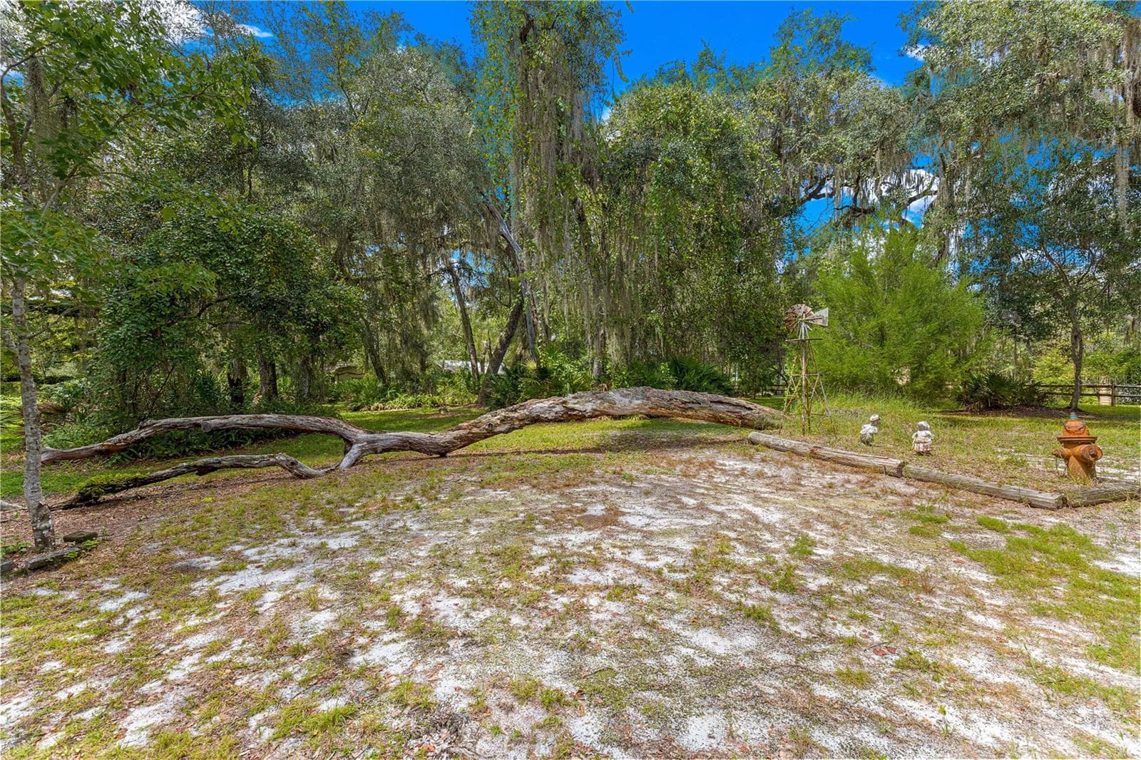 Grounds with existing fallen limb and natural ground cover. - 7434 E CABIN LN, INVERNESS
