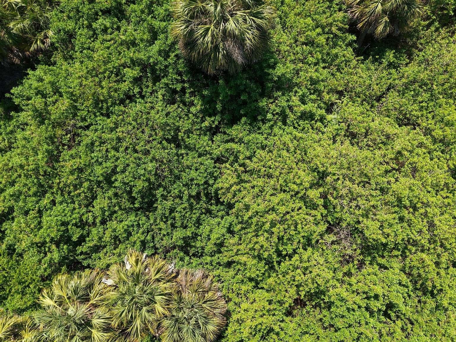 Overhead view of the lot vegetation. - 60 DENVER DR, PORT CHARLOTTE