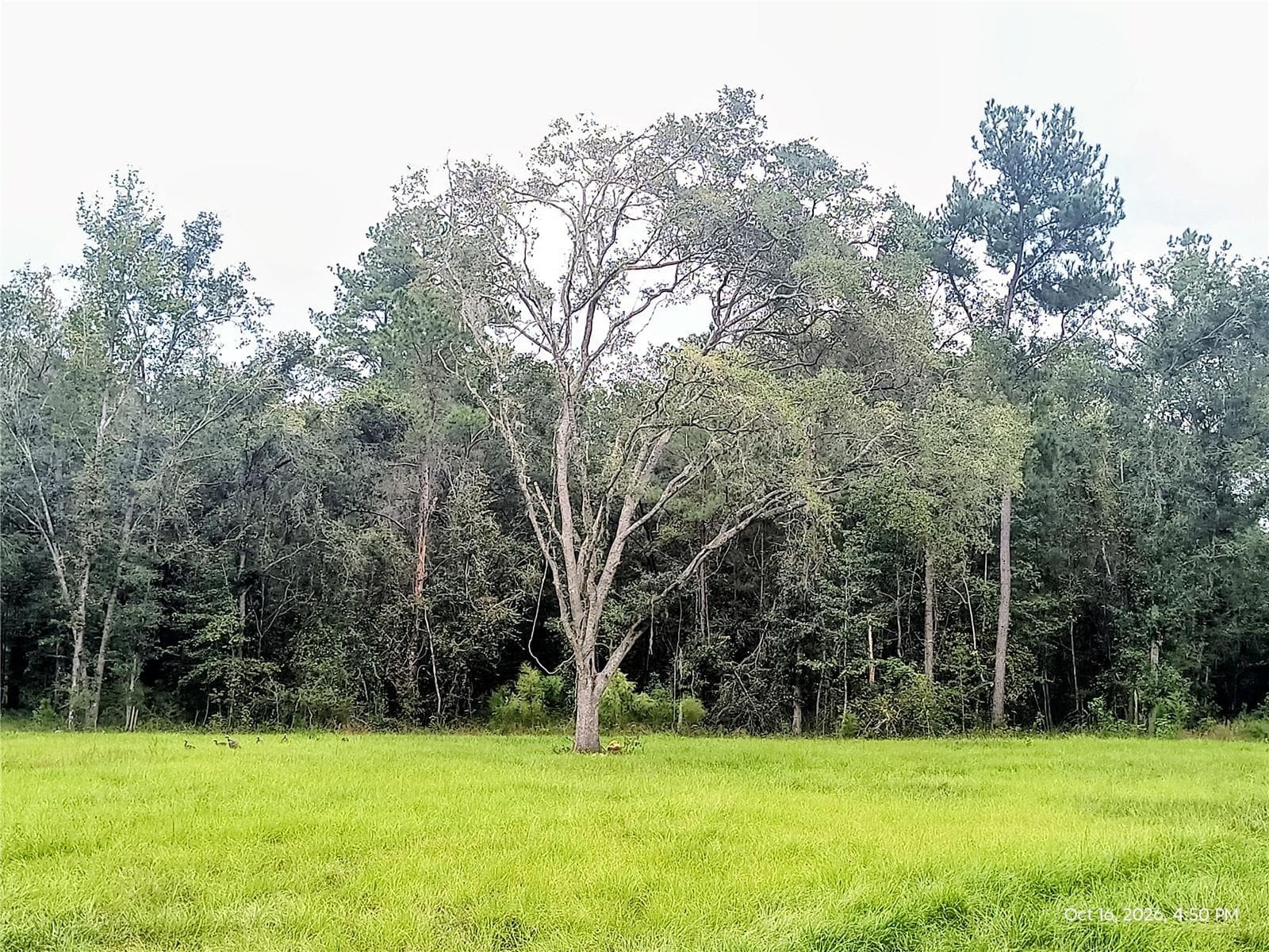 Land at 14095 NW 141ST AVE, WILLISTON, photo 2 of 16