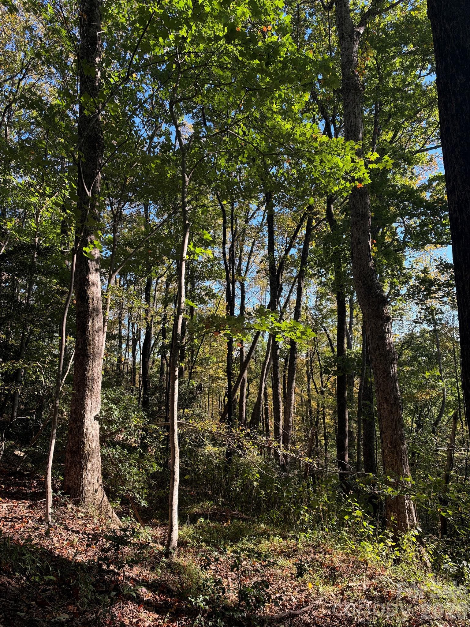 Acreage at TBD Vannoy Ridge Road, Moravian Falls, photo 12 of 42