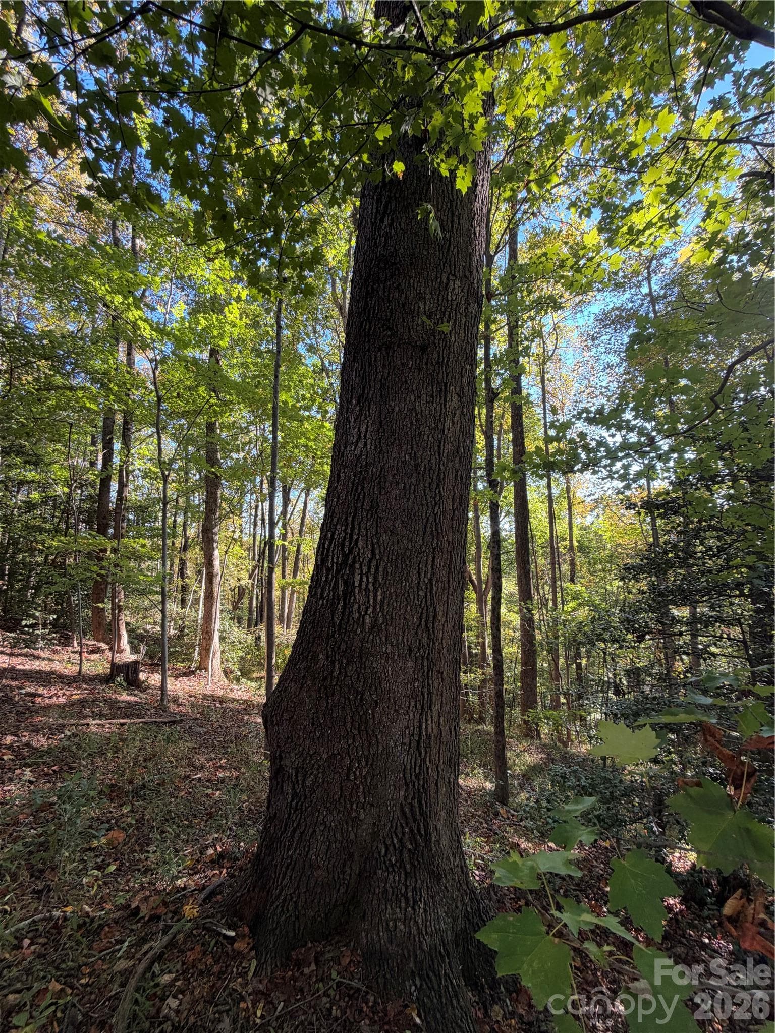 Acreage at TBD Vannoy Ridge Road, Moravian Falls, photo 14 of 42
