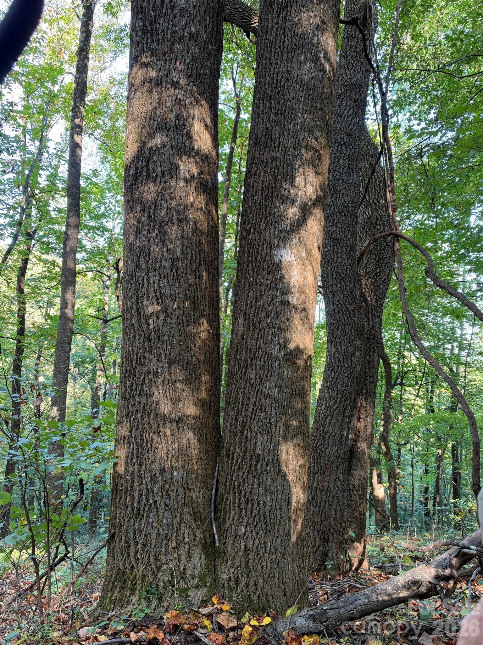 Acreage at TBD Vannoy Ridge Road, Moravian Falls, photo 39 of 42
