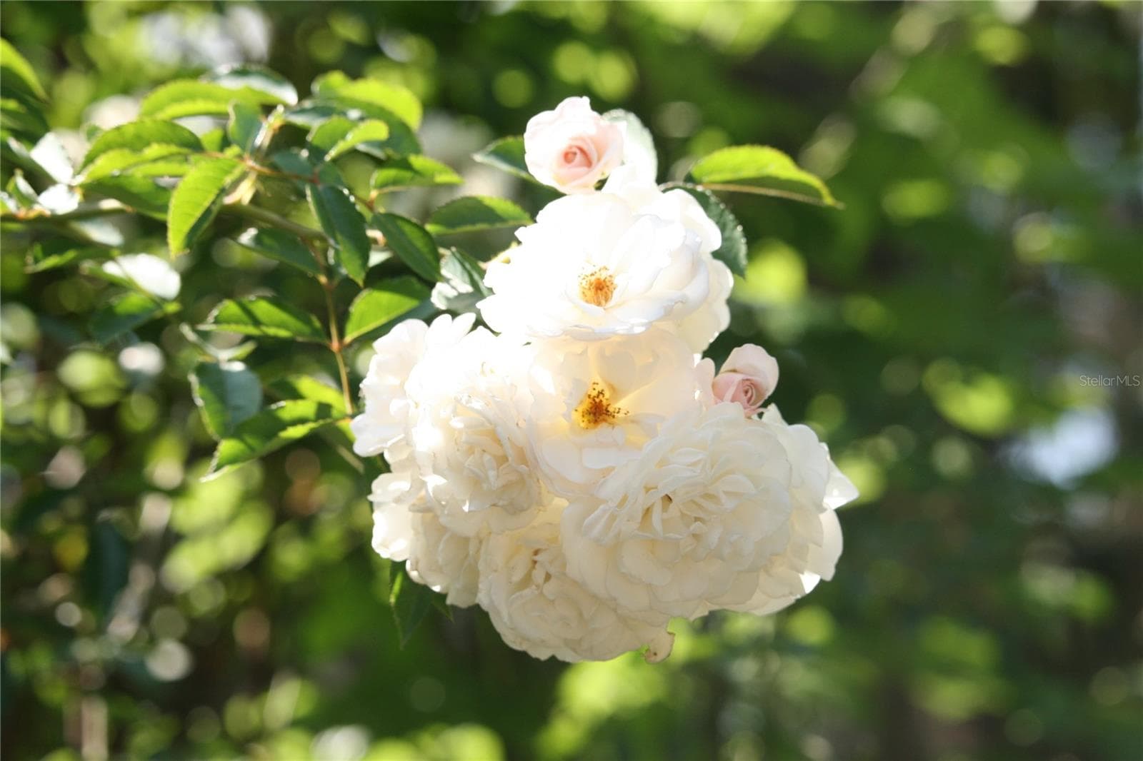 Fragrant Heirloom Climber Roses planted in garden off of Breakfast Nook - 3171 DICK WILSON DR, SARASOTA