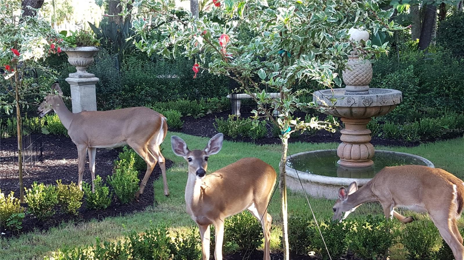 They love it hear because it's Paradise - 3171 DICK WILSON DR, SARASOTA