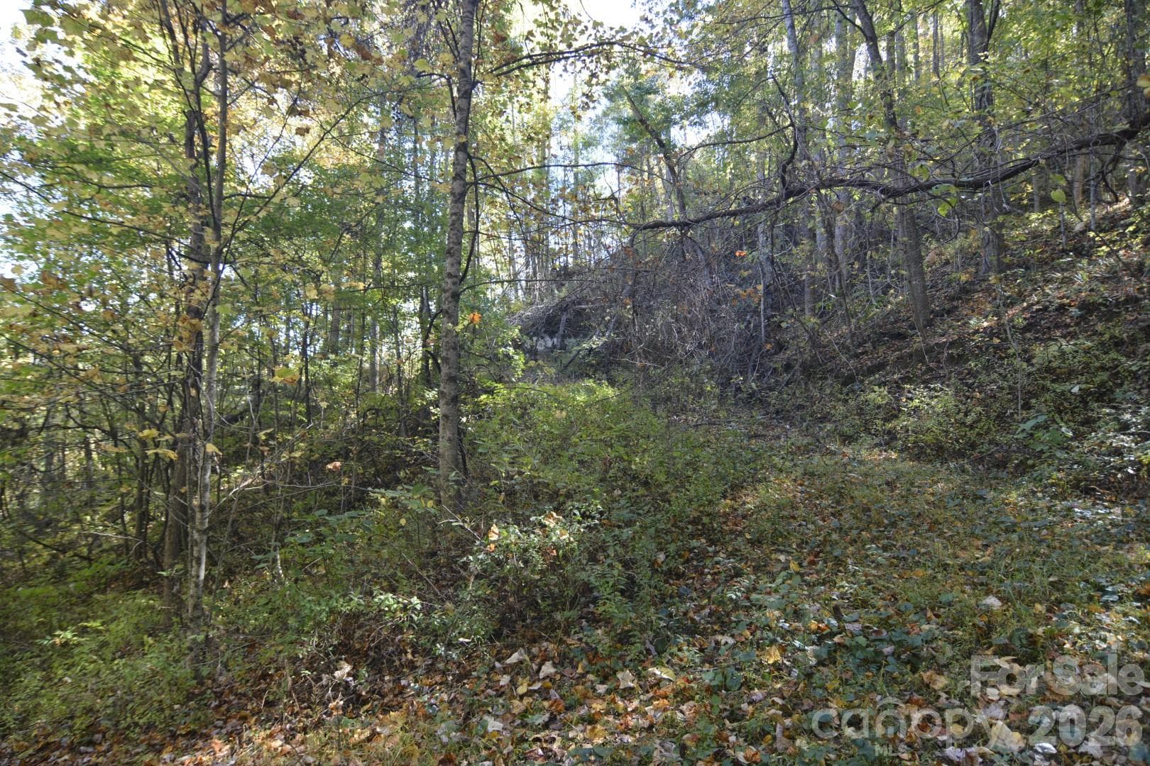 Driveway part way up looking up - 00 Bedford Road, Barnardsville
