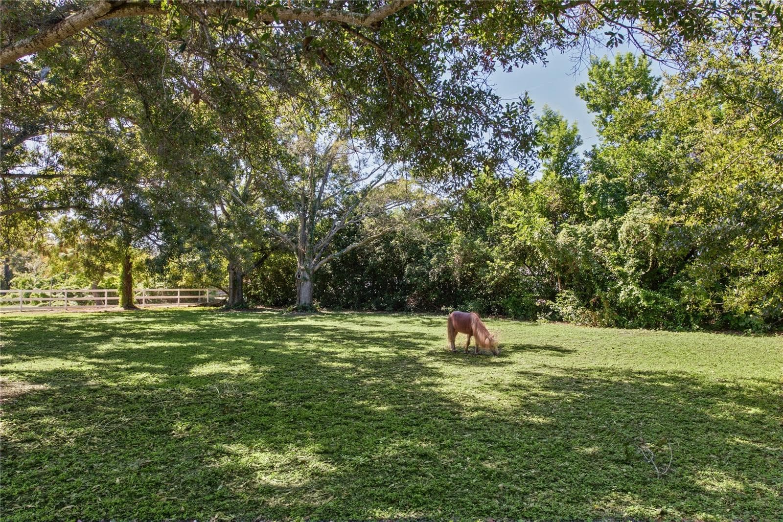 Front yard (2) - 1817 N KEENE RD, CLEARWATER