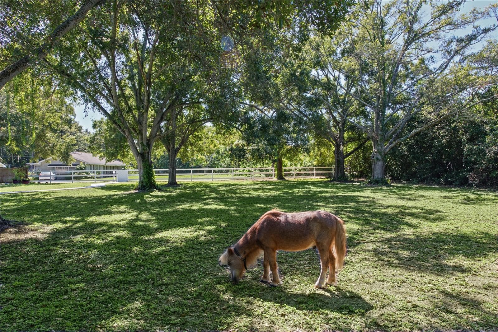 Front yard (3) - 1817 N KEENE RD, CLEARWATER