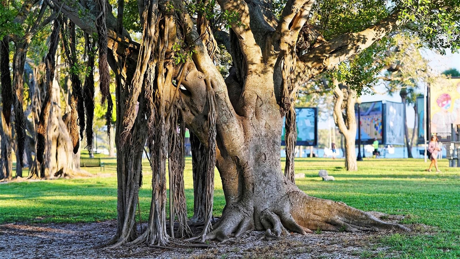 A magnificent Florida banyan tree, showcasing its sprawling canopy, sculptural branches, and lush tropical greenery—a timeless symbol of Florida’s natural beauty and charm. - 1155 N GULFSTREAM AVE #207, SARASOTA