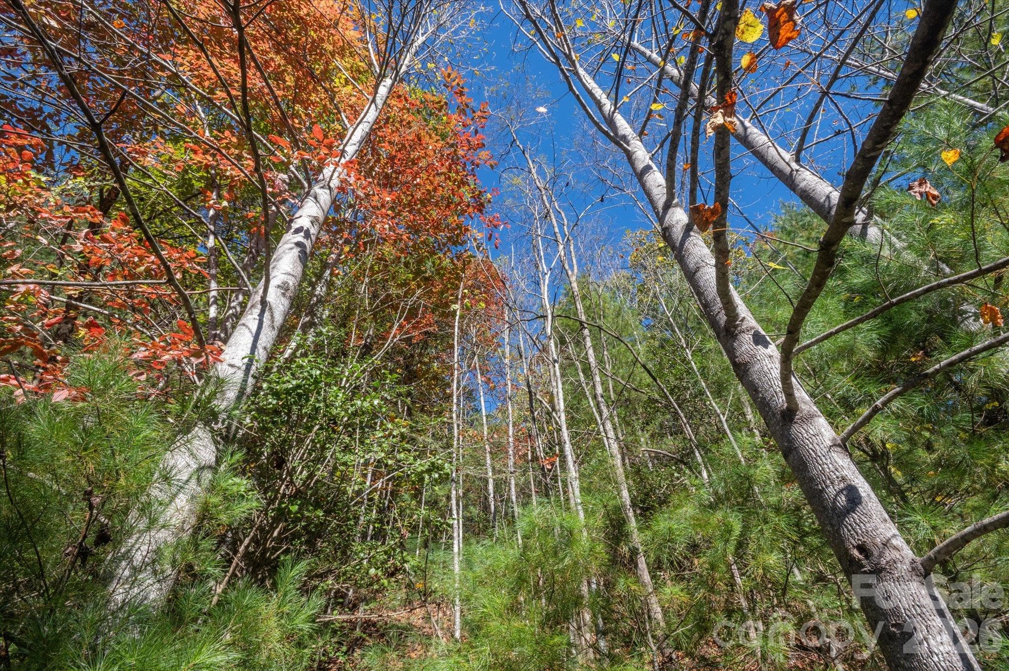 Lot at TBD Pine Mountain Trail, Brevard, photo 12 of 12