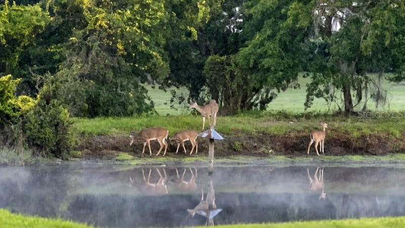 Views From Your Backyard - 5907 CHERRY OAK DR, VALRICO