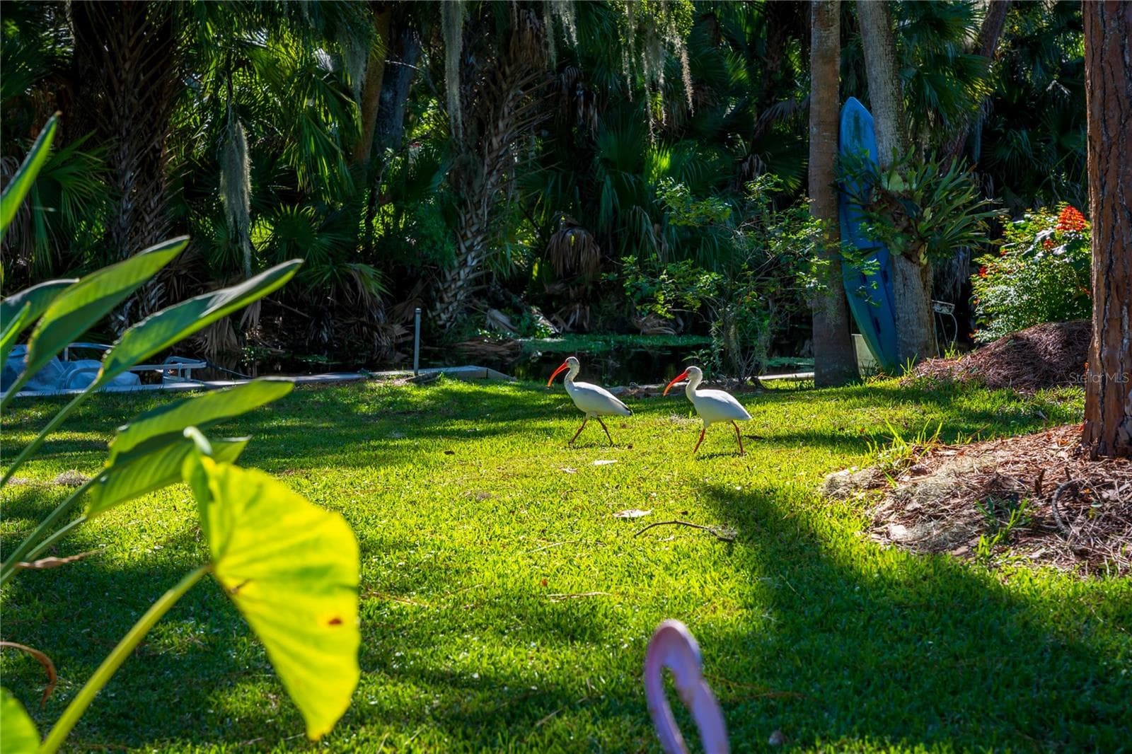 Backyard - 130 PINEY RDG, EUSTIS