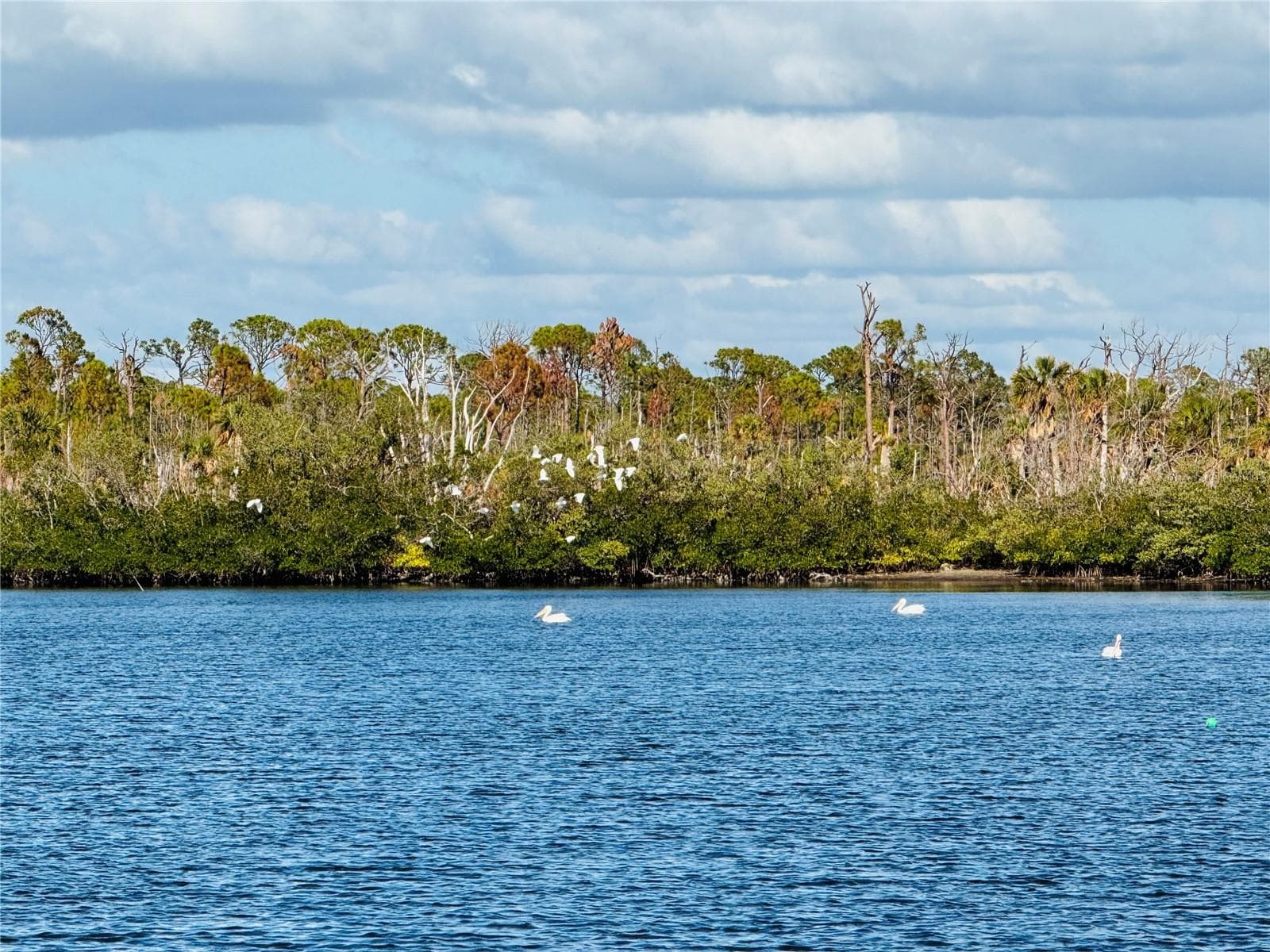 White pelicans from the 2nd floor balcony - 10320 LANDS END CIR #47, PLACIDA