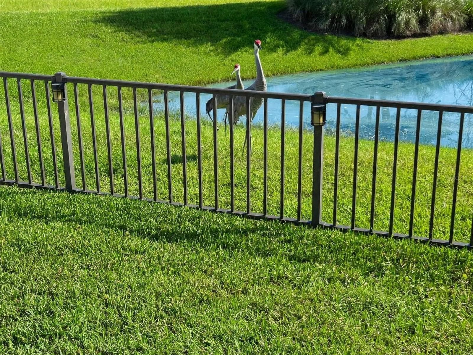 Sandhill cranes - 2227 LANDREA LOOP, THE VILLAGES