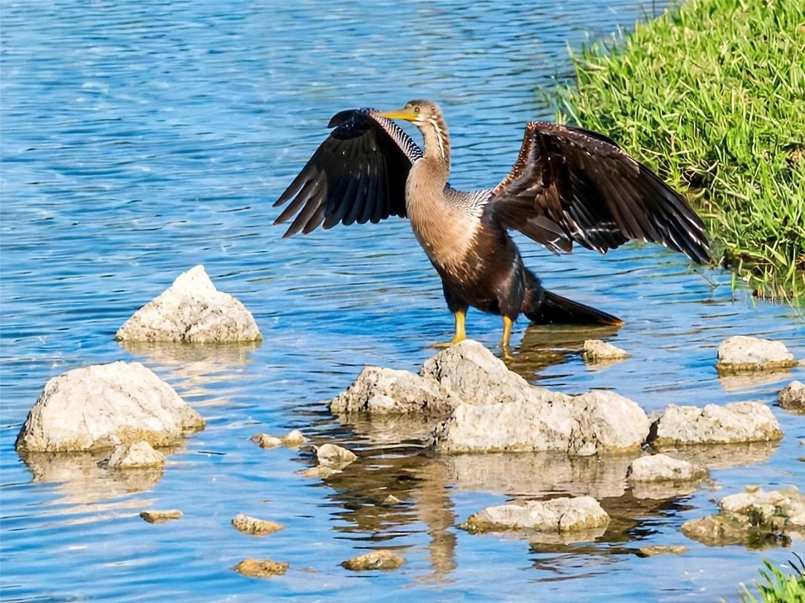 Beautiful wildlife - 2227 LANDREA LOOP, THE VILLAGES