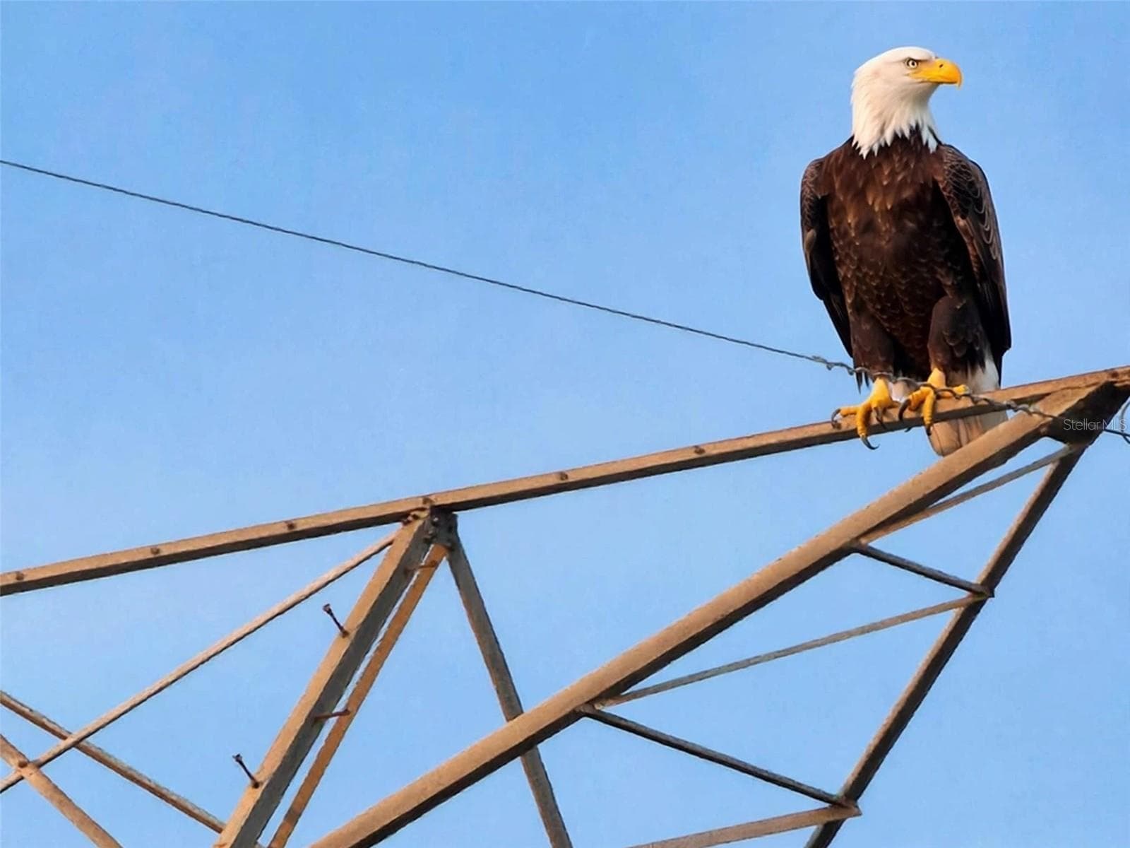 Bald eagle nesting above - 2227 LANDREA LOOP, THE VILLAGES
