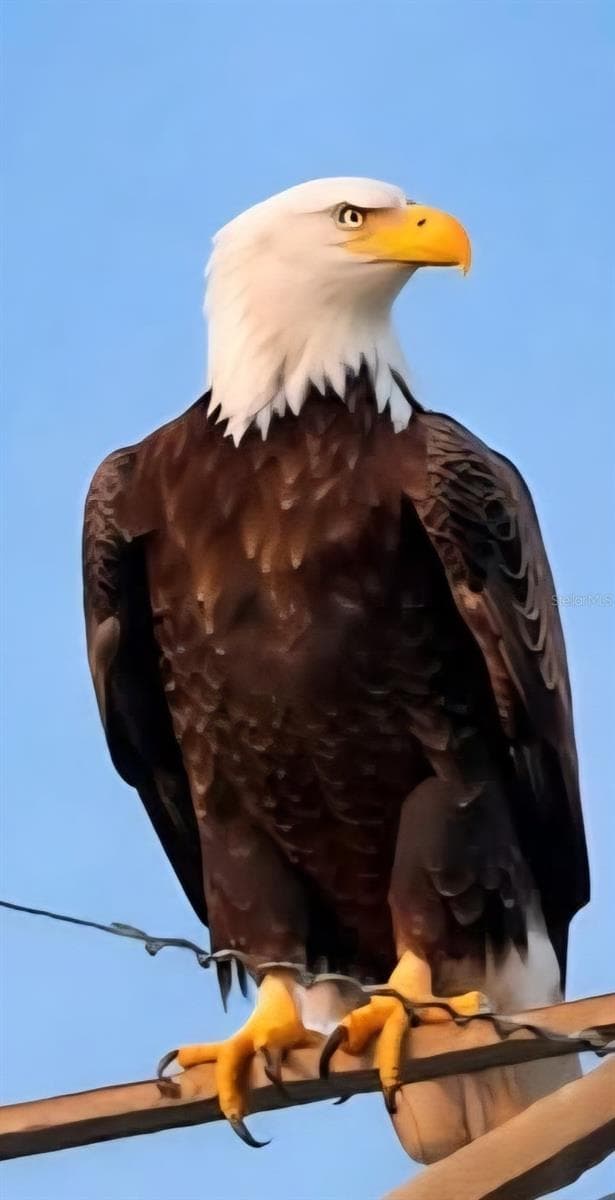 Majestic Bald Eagle - 2227 LANDREA LOOP, THE VILLAGES