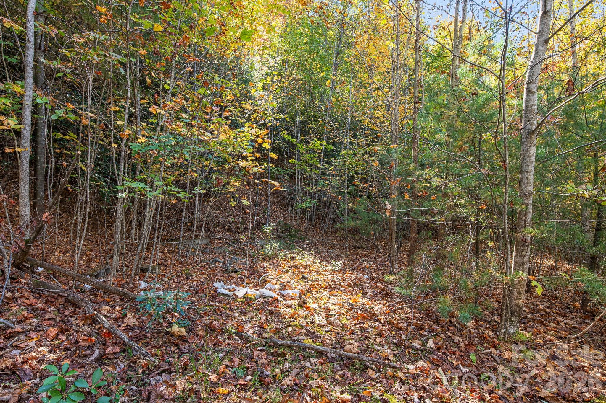 Former homesite with immature trees and vegetation. - 20 Santeelah Drive, Candler