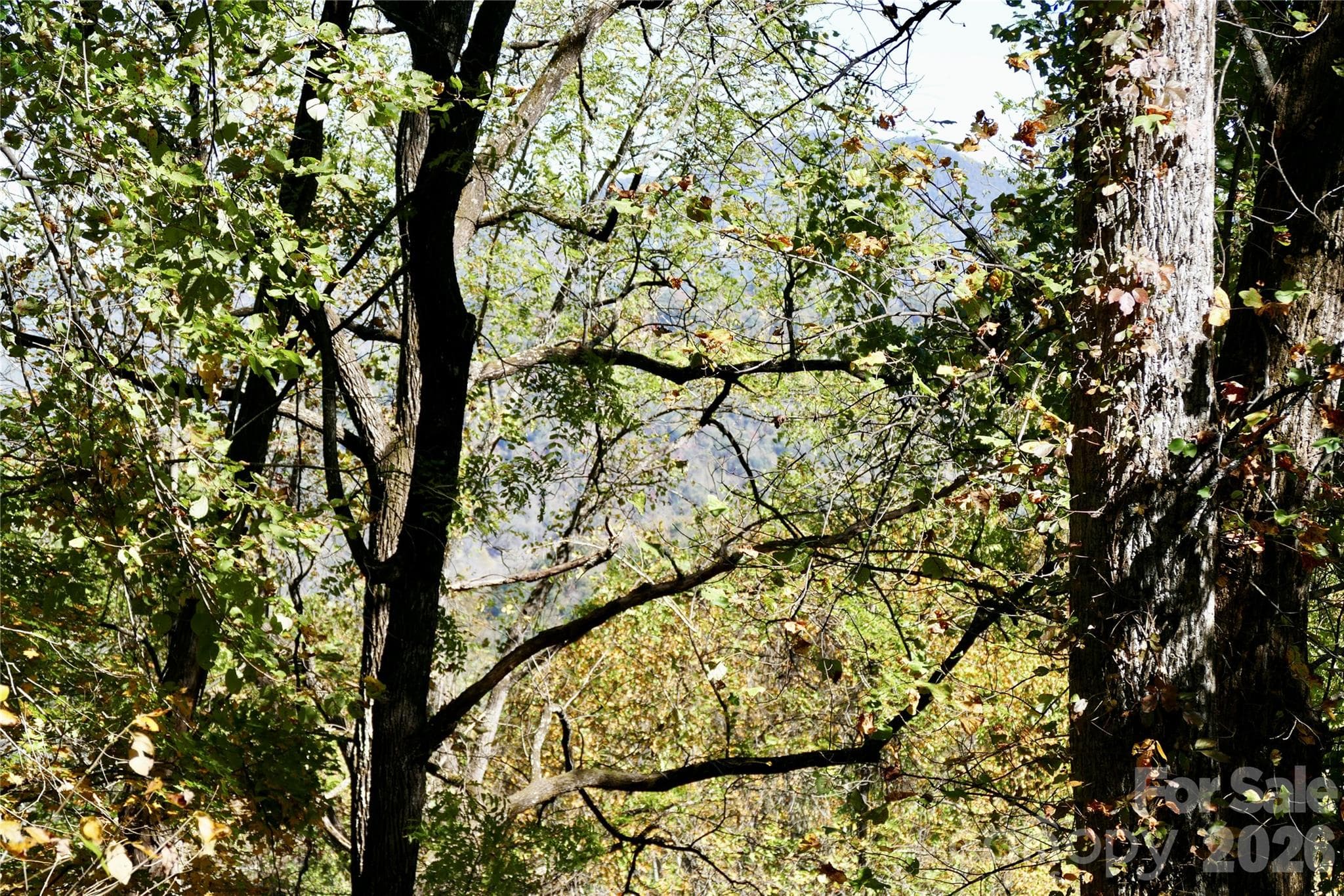 Current Untrimmed - Lot 509 Multiflora Way, Waynesville