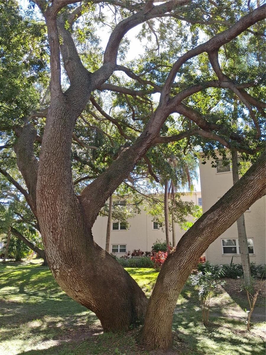 Condominium at 831 MAPLE CT #103, DUNEDIN, photo 8 of 13