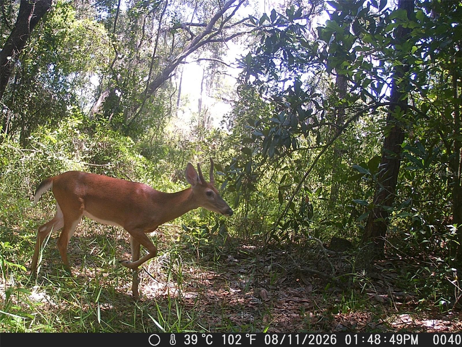 A Glimpse of Local Wildlife - 118 E HUNTER RD, PLANT CITY