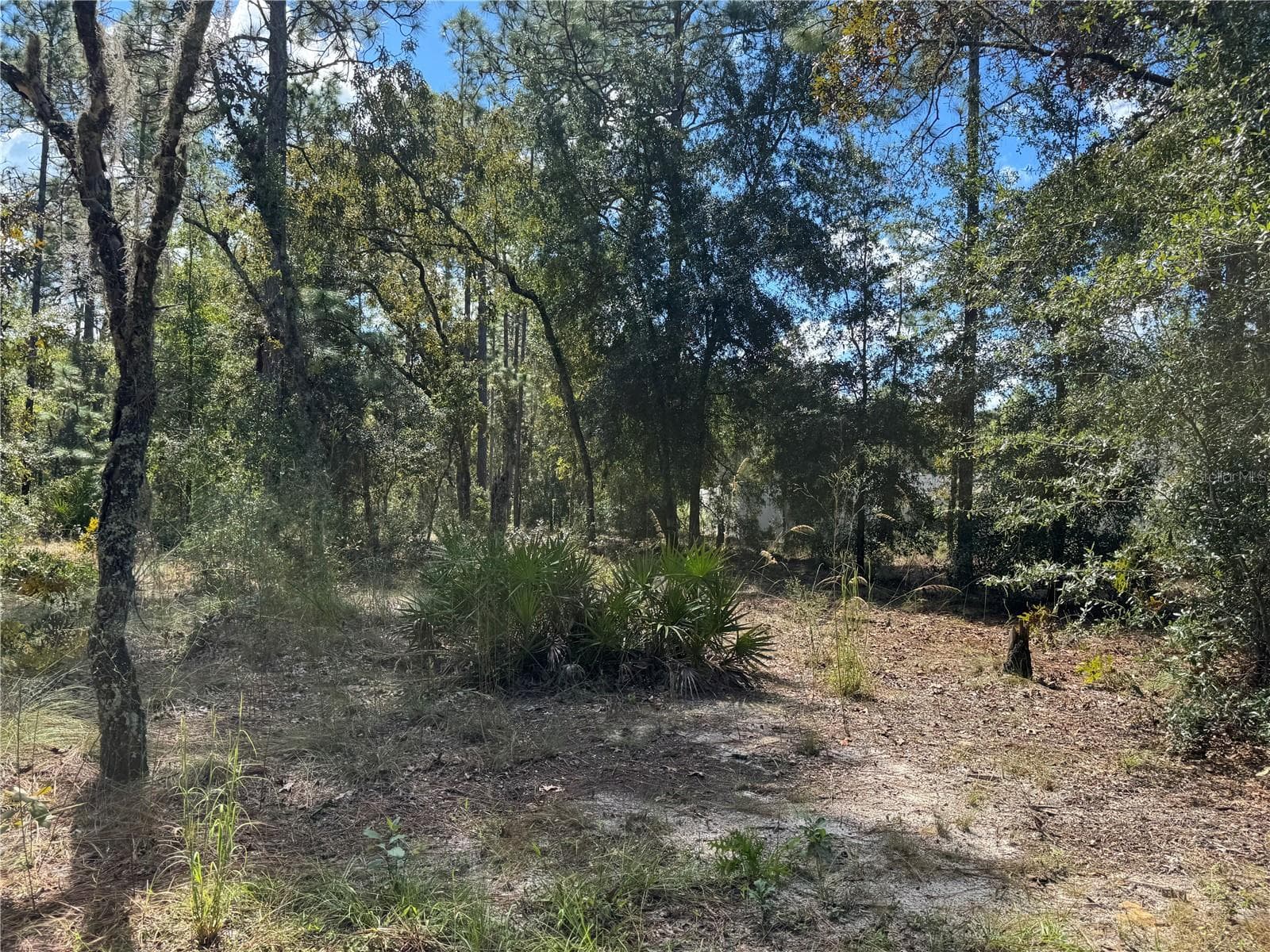 LOT 21 LOOKING FROM FRONT OF .24 ACRE LOT (WESTSIDE) TO CENTER AND BACK, (EASTSIDE) OF LOT. TO THE RIGHT (SOUTHSIDE OF LOT), IS NEIGHBORING PROPERTY. TO THE LEFT IS 2615 SW 15TH CT HOME FOR SALE ALSO. BOTH PROPERTIES CAN BE SOLD TOGETHER OR SEPARATE - Lot 21 SW 157TH CT, OCALA