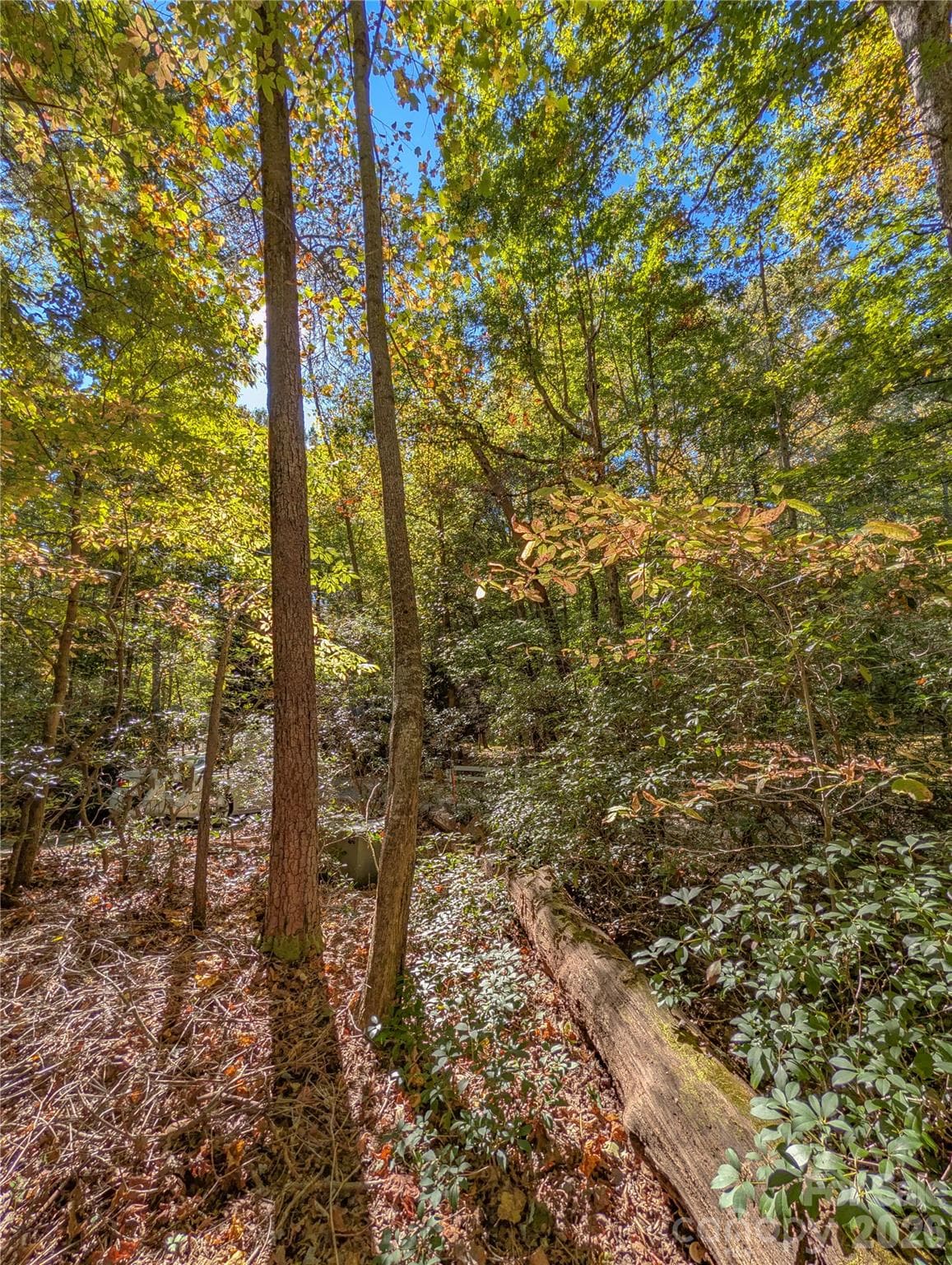 Abundant Mtn Laurel and hardwoods - 0 E Wilderness Road, Lake Lure