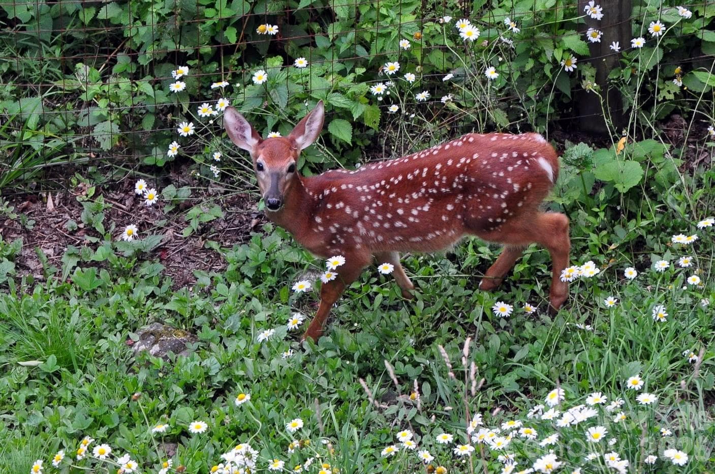Neighborhood Wildlife - 000 El Miner Drive, Mars Hill
