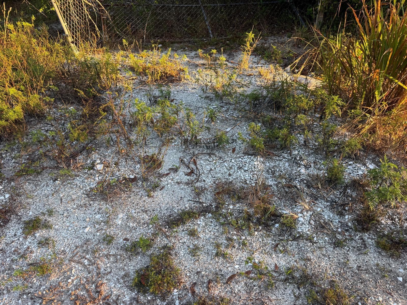Land at 19835 NW 298TH ST, OKEECHOBEE, photo 4 of 6