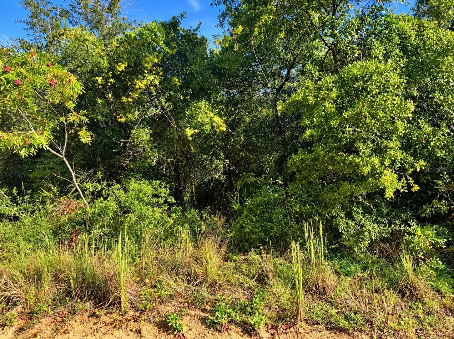 Land at TBD NE 133RD ST, SALT SPRINGS, photo 3 of 4