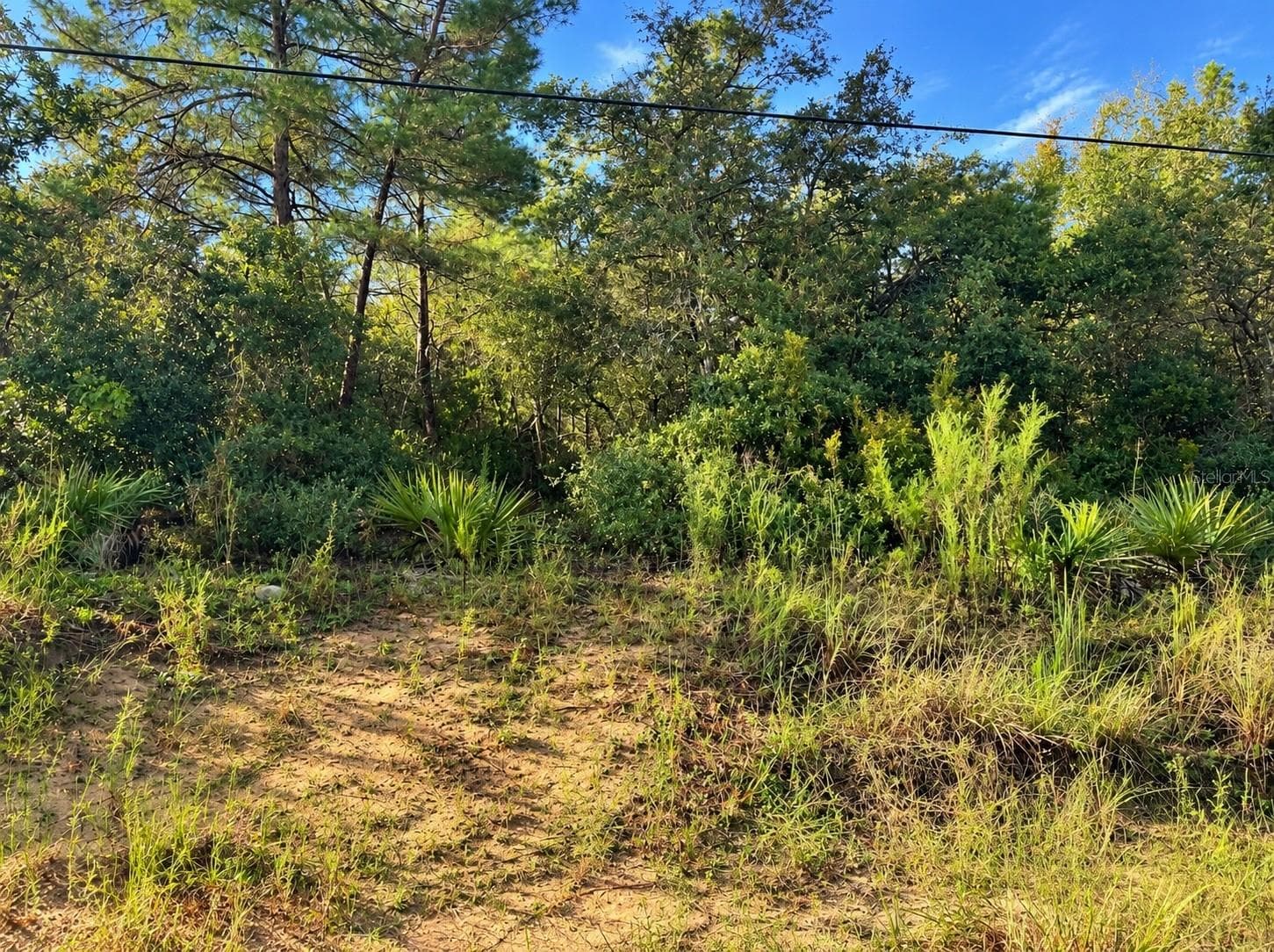 Land at TBD NE 133RD ST, SALT SPRINGS, photo 4 of 4