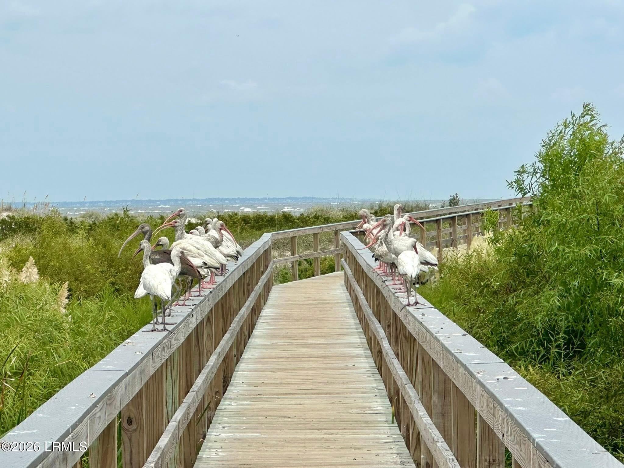 IMG_3104 - 4 Cedar Reef Drive B202, St. Helena Island, SC 29920