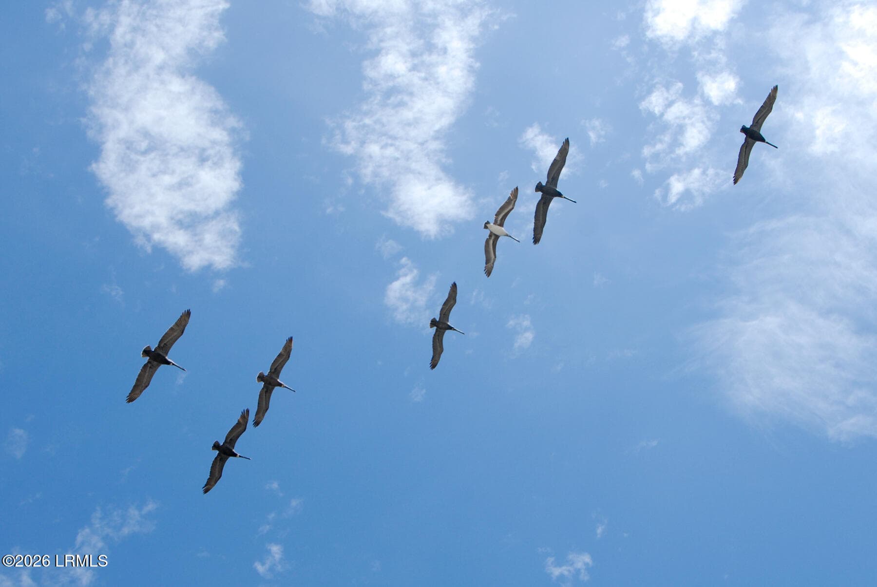 Pelicans Souring - 621 Newhaven Court 621, Fripp Island, SC 29920, Fripp Island