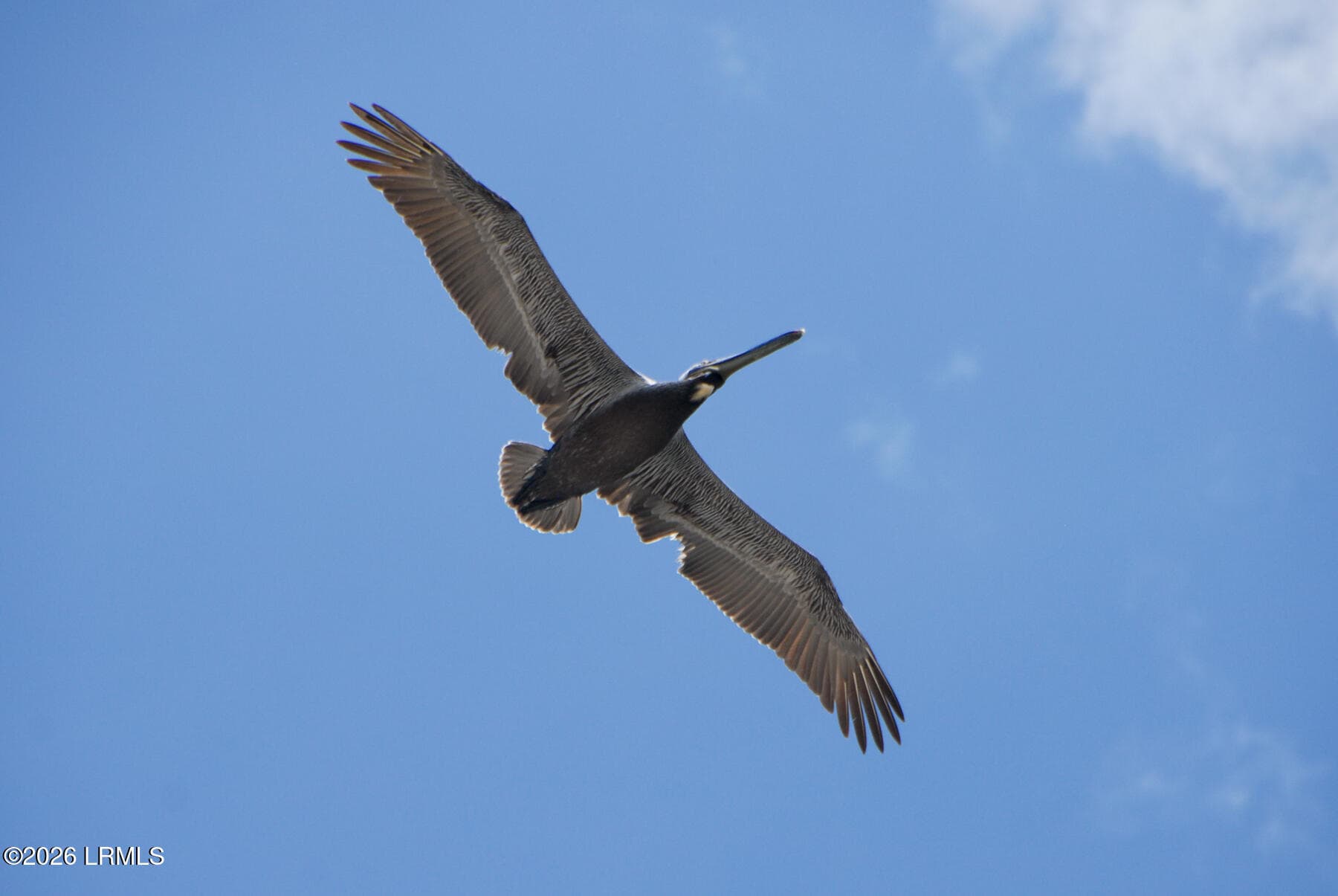 Wildlife Galore - 621 Newhaven Court 621, Fripp Island, SC 29920, Fripp Island