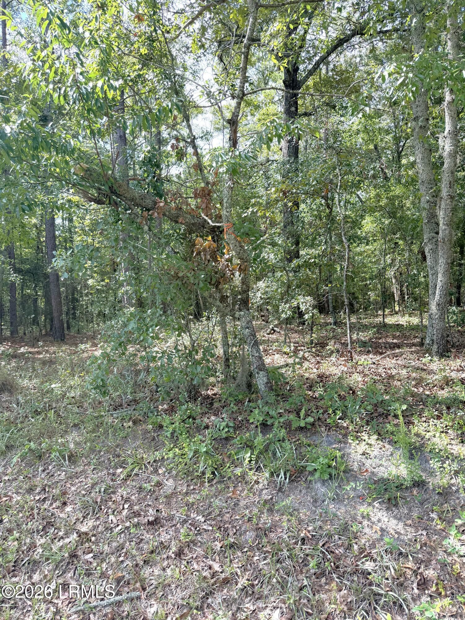Photo Aug 07 2026, 10 52 38 AM - 90 Honey Drive, Walterboro, SC 29488