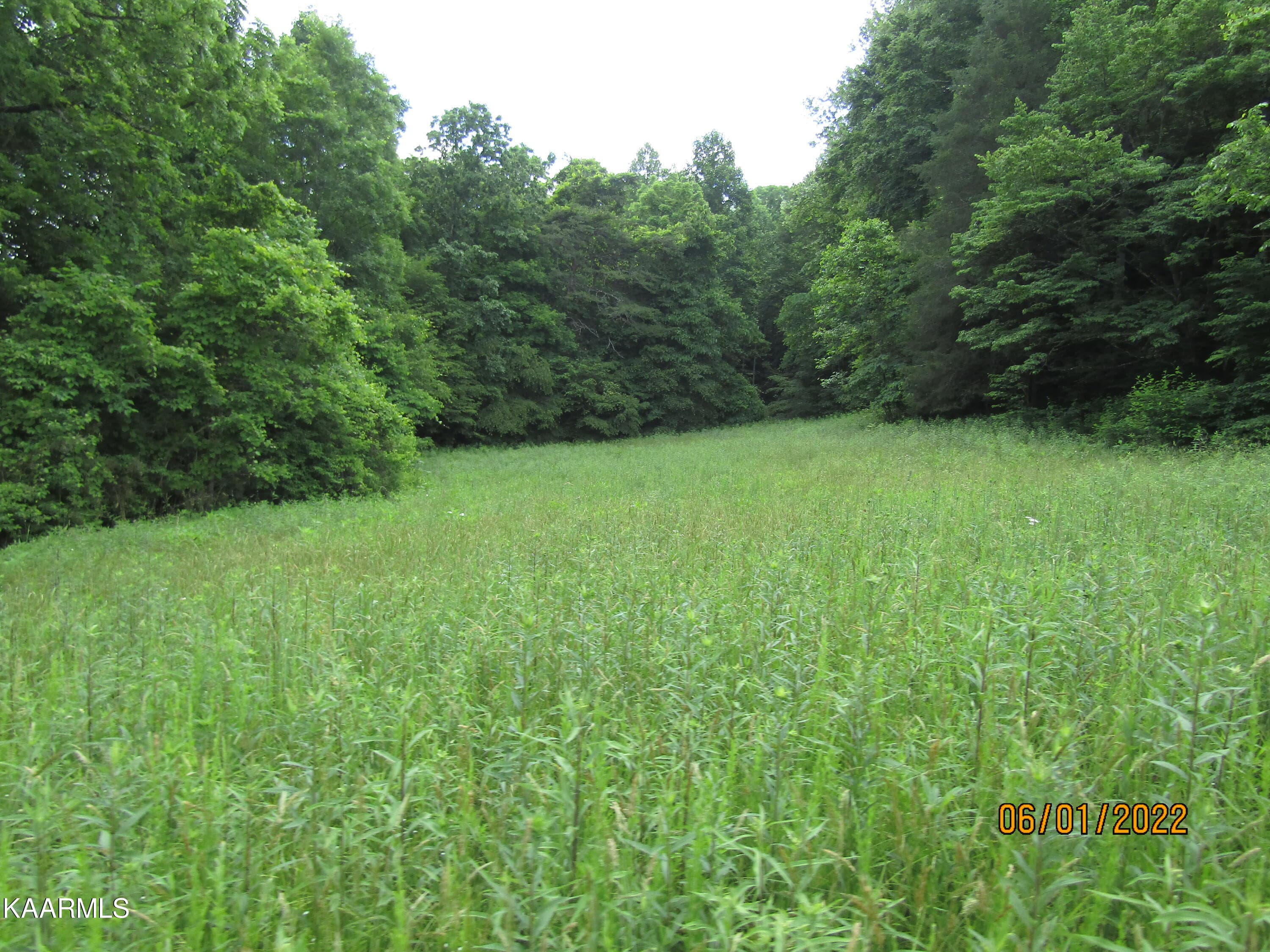 IMG_4506 (1) - 57 Acres Off Hwy 33 Track 1, Tazewell, TN 37879, Tazewell