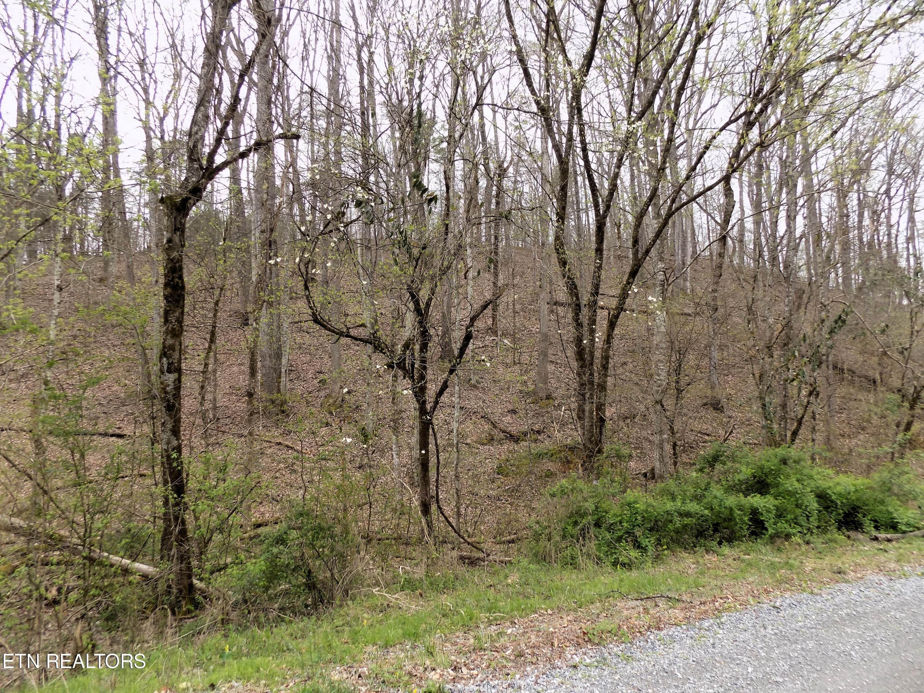 Deerfoot Rd Frontage - Par 001.08 Mountain Shadow Way, Cosby, TN 37722, Cosby