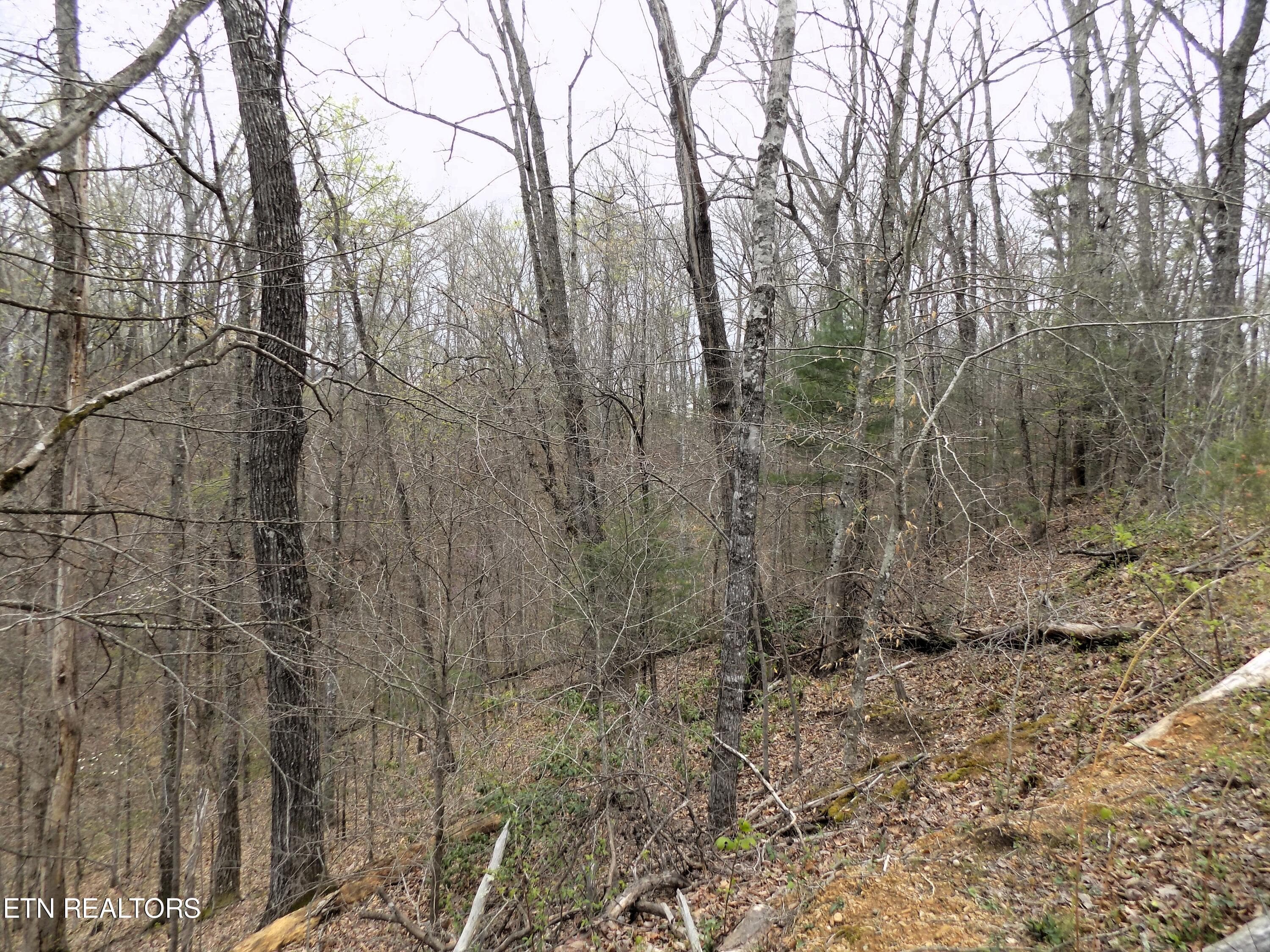 Wooded Acreage - Par 001.08 Mountain Shadow Way, Cosby, TN 37722, Cosby
