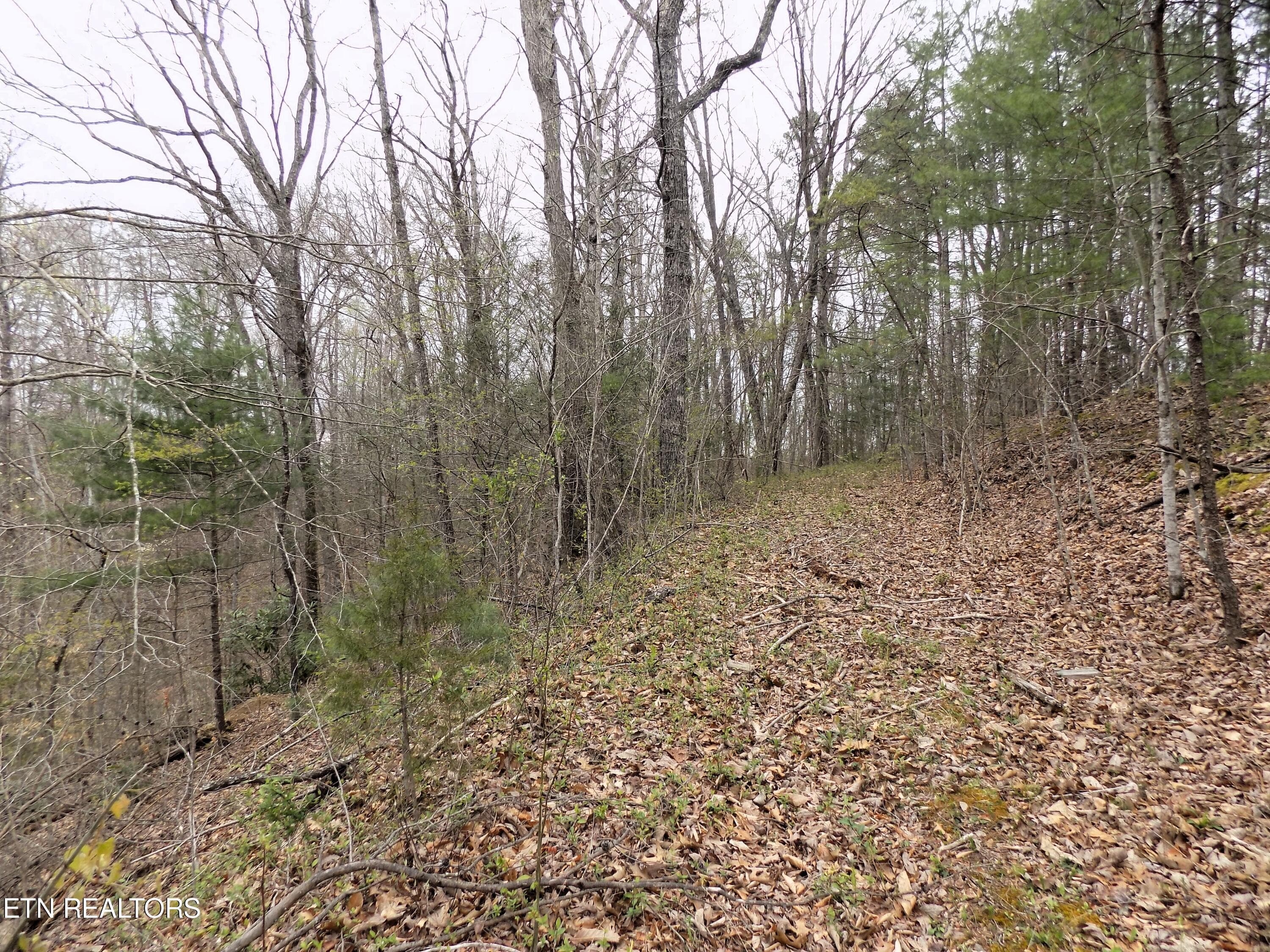 Mtn Shadow Rd Frontage - Par 001.08 Mountain Shadow Way, Cosby, TN 37722, Cosby