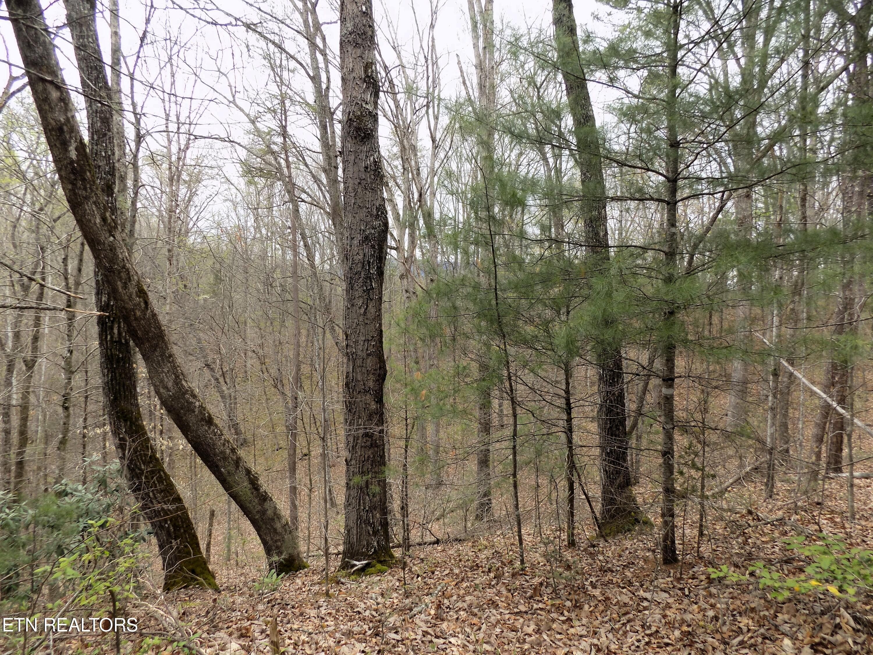 Mountain Views - Par 001.08 Mountain Shadow Way, Cosby, TN 37722, Cosby