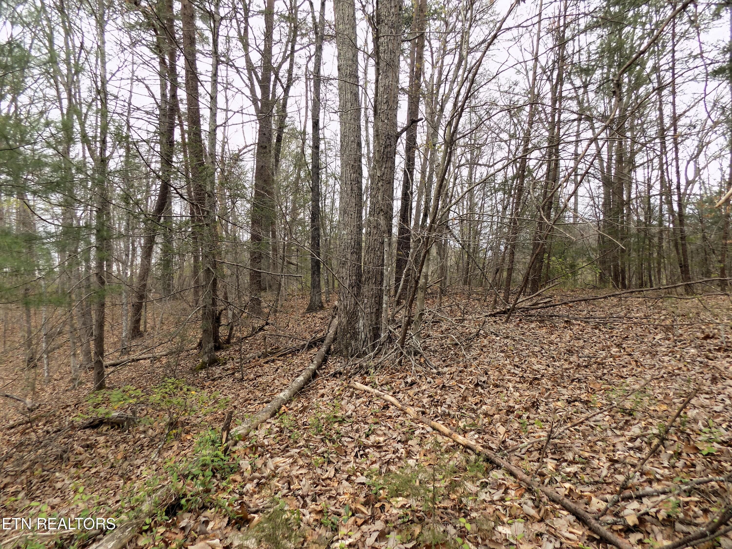 Mtn Shadow Rd Frontage - Par 001.08 Mountain Shadow Way, Cosby, TN 37722, Cosby